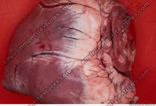 Photo Textures of RAW Pork Viscera